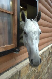 horse looking out